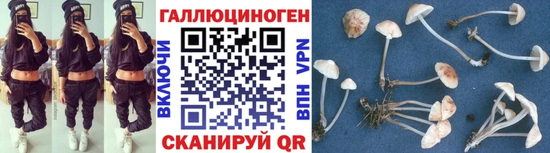 купить наркотики цена  Багратионовск  Галлюциногенные грибы Psilocybe 